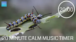 Thumbnail: 20 Minute Timer With Classical Calm Music - 🐛 Insects 🦋 - 20 minute timer with music relaxing