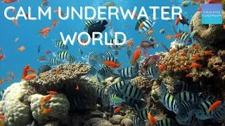 Thumbnail: Quiet Classroom Music for Children - Aquarium - Relaxing music for children  to be calm and focused