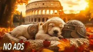 Thumbnail: Scientifically Proven: Dog Relaxing Music 🎵🐾 Natural Stress & Anxiety Relief | Music for Stress Dogs