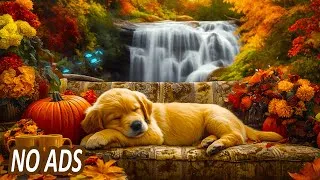 Thumbnail: Soothing Music for Dogs 🎶🐾24/7 Music to Help Dogs Relax When Home Alone