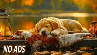 Thumbnail: Anxiety Relief Music for Dogs 🐶🎶 Peaceful Sleep & Relaxation | Trusted by Dog Owners