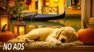 Thumbnail: 3 Hours of Calming Dog Music 🎶🐾 Relaxation & Stress Relief for Your Pup 🐶 Anti-Anxiety Therapy