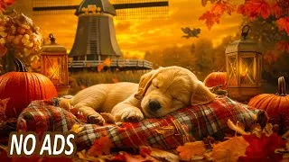Thumbnail: 3 Hours of Dog Relaxation 🎶🐶 Peaceful Sleep & Anxiety Relief with Autumn Ambience 🍂🐾