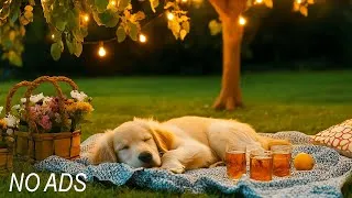 Thumbnail: 3 HOURS of Nature Picnic Music for Dogs 🧺🐾 | Calm Anxiety & Escape Urban Sounds Peacefully