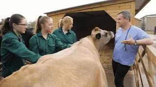 Thumbnail: Veterinary Medicine at Cambridge