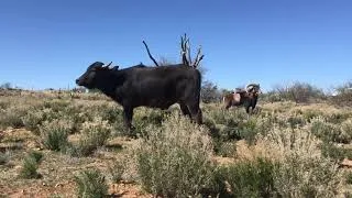 Thumbnail: Buffalo, sheep and dog make unusual friends - Nandi has grown up!