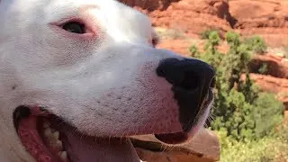 Thumbnail: Hello from Sedona, Arizona with Starfish Prime! (Vlog) ❤️❤️❤️