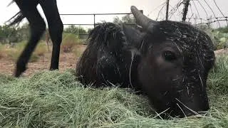 Thumbnail: Calm rainstorm with Nandi the Water Buffalo and Crisis the Appaloosa