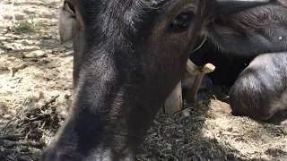 Thumbnail: Water buffalo, horse and camel relax in the desert (quiet video)
