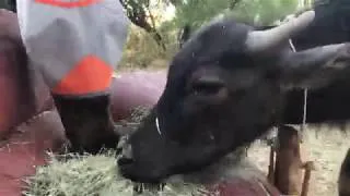 Thumbnail: Water Buffalo and horse hang out this evening (asmr)