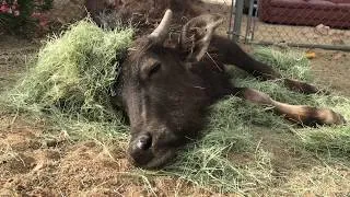 Thumbnail: Sleepy Buffalo,  Baby the Camel & Crisis my Appaloosa!