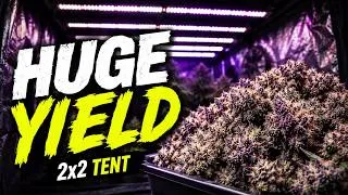 Thumbnail: How Much Can You Yield in a 2x2 Tent? (Full Seed to Harvest)
