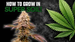 Thumbnail: How I Set Up Cannabis Plants for a Successful Seed to Harvest
