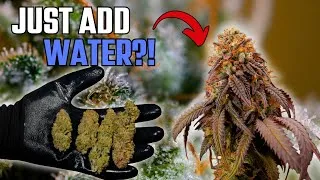 Thumbnail: Is This the BEST Living Soil Recipe?! | Seed to Harvest Organic Cannabis Grow