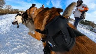 Thumbnail: Belgian Malinois CHECKS Controlling Husky