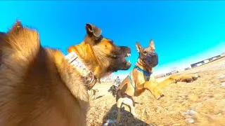 Thumbnail: Dominant vs Confident Belgian Malinois At The Park
