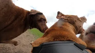 Thumbnail: American Pit Bull CORRECTS Pushy Labradors