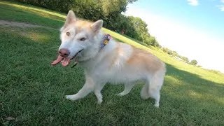 Thumbnail: Belgian Malinois Meets A High Content Wolf-dog PT. 2 