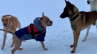 Thumbnail: Dominant Pit Bull ATTACKS Belgian Malinois At The Dog Park! 