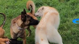 Thumbnail: BELGIAN MALINOIS Meets High Content WOLF DOG At The Dog Park!!