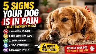 Thumbnail: 5 Signs Your Dog Is in Pain (That Owners Miss)