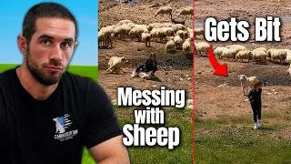 Thumbnail: Livestock Guardian Dogs Are Built Different | Dog Trainer Reacts