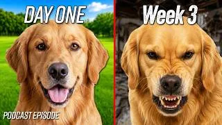 Thumbnail: The Dog You Adopted Isn't the Dog You're Getting (The 3-3-3 Rule Explained)