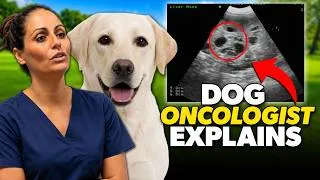 Thumbnail: Dog Cancer: Signs, Treatment & Prevention (Vet Oncologist)