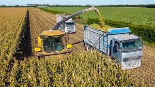 Thumbnail: Chopping Maize Silage - New Holland FR 650