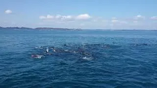 Thumbnail: Pilot Whales and Oceanic Bottlenose Dolphins in the Bay of Islands