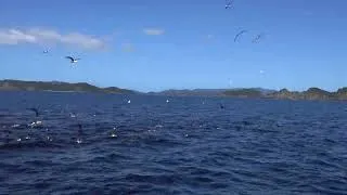 Thumbnail: Common Dolphin Feeding Work-Up | Bay of Islands, New Zealand