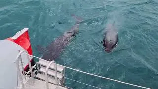 Thumbnail: Orca Mother and Calf Beside Carino in the Bay of Islands