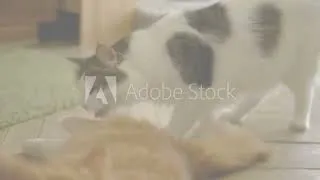 Thumbnail: happy cats