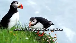 Thumbnail: #The #Atlantic# Puffin#golden #capcut #animals #dog #wildlife #bluefintuna #pandaconservation