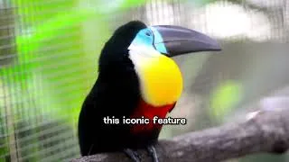 Thumbnail: #The #tucanaldiferente #capcut #golden #animals #dog #wildlife #pandaconservation #bluefintuna