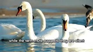 Thumbnail: #The#swan #capcut #golden #animals #wildlife #dogbreed#cobra #Amazing #goat#birds #catshorts #panda