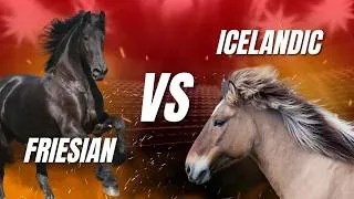Thumbnail: Friesian vs Icelandic Horse: When Selective Breeding Goes Right...or Wrong??