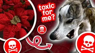Thumbnail: 🧐 find out which holiday plants are TOXIC to your pets | keep these poisonous plants away from pets