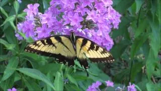 Thumbnail: John Williams Nadia's Theme 1990