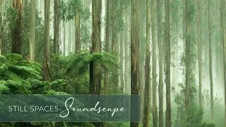 Thumbnail: Still Forest Soundscape for Meditation and Deep Focus | 20 Min