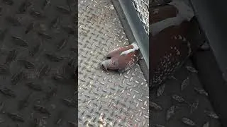 Thumbnail: Carter Efe Reacts To A Bird At The Airport #carterefe #carterefelive #machala #naijacomedy