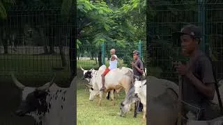 Thumbnail: Carter Efe Rides A Cow Among A Herd #carterefe #carterefelive #machala #naijacomedy