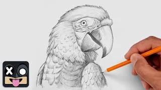 Thumbnail: How To Draw a Macaw | Step by Step Art Lesson