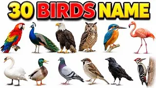 Thumbnail: 30 Birds Name in English and Hindi | Birds Name for Kids | 30 Birds Names with Pictures