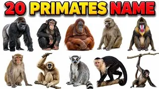 Thumbnail: 20 Primates Name in English | Learn 20 Primates Names for Kids | Animals Name
