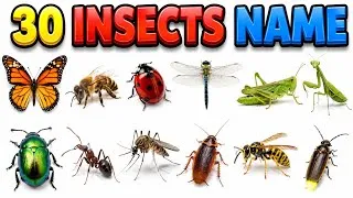 Thumbnail: 30 Insects Name in English & Hindi | 30 Insect Names for Kids | Learn Insects Names