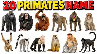 Thumbnail: 20 Primates Name in English & Hindi | 20 Primate Animals Names | Learn Primates for Kids