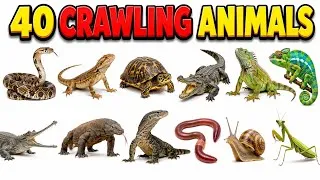 Thumbnail: 40 Crawling Animals Name | Crawling Animals for Kids | Animals Name in English