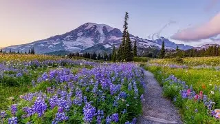 Thumbnail: Backpacking the Wonderland Trail | Mt Rainier National Park
