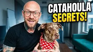 Thumbnail: Catahoula Leopard Dog: The Breed That Breaks Most Owners